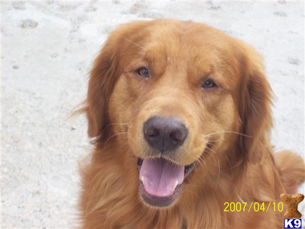 Stud Dogs - Golden Retriever